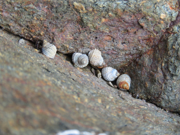 바위틈에 모여 있는 모습